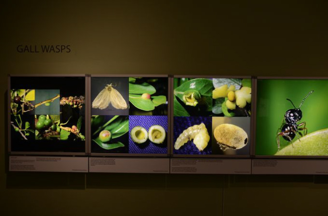 Wasp_exhibition__DSC3444